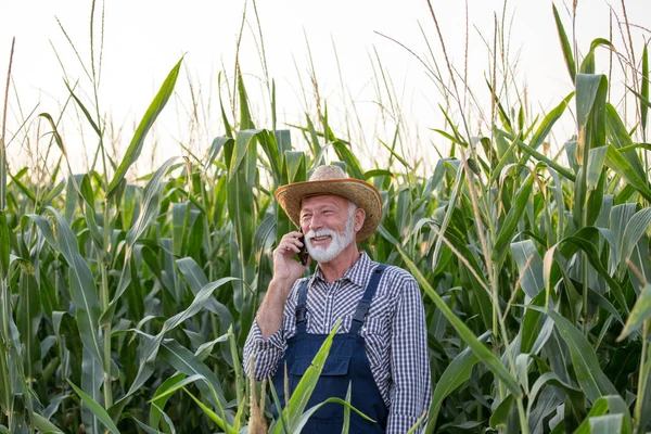 Rolnik rozmawia na telefon w polu kukurydzy — Zdjęcie stockowe