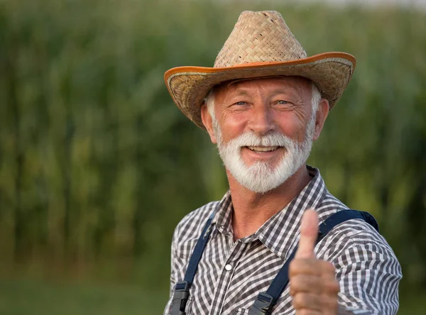 Agricultor satisfeito no campo de milho — Fotografia de Stock