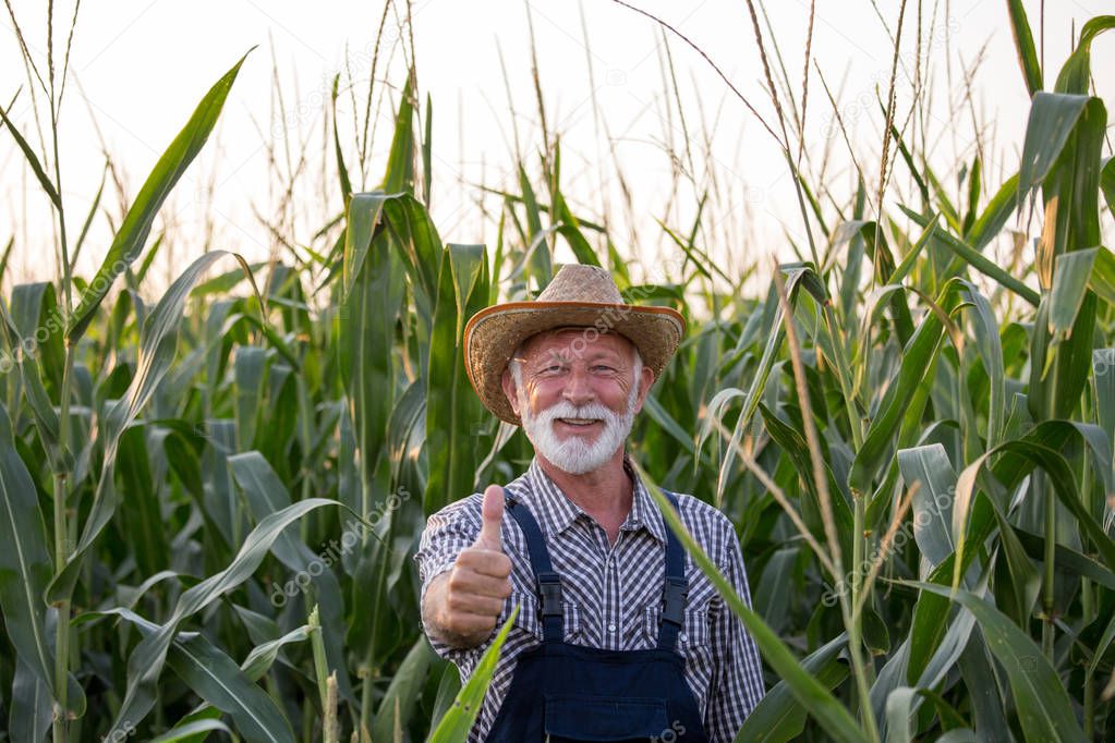 Satisfied farmer in corn field