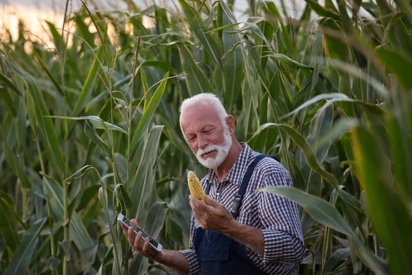Farmer with corn cob and tablet — Stock Photo, Image