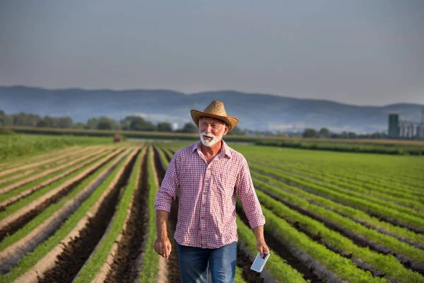 Agricultor com tablet andando no campo de cenoura — Fotografia de Stock
