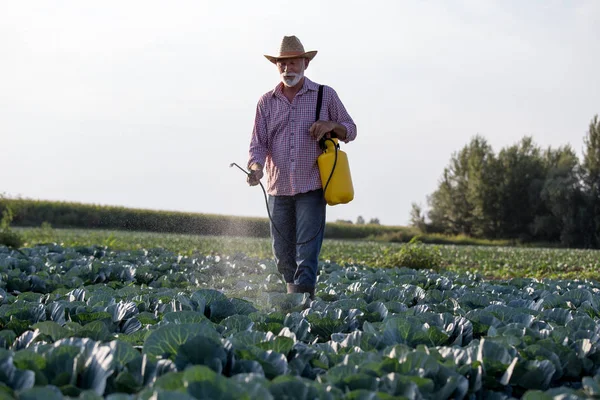 Farmer spraying cabbage field — Stock Photo, Image