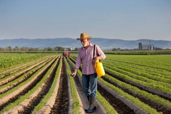 Agricoltore che spruzza campo di carote — Foto Stock