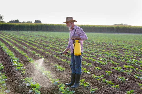 Αγρότης που ψεκάζει χωράφι με λάχανο — Φωτογραφία Αρχείου