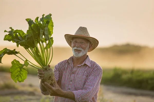 Boer met suikerbieten in het veld — Stockfoto