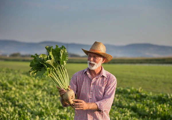 Farmer with sugar beet in field — Stock Photo, Image