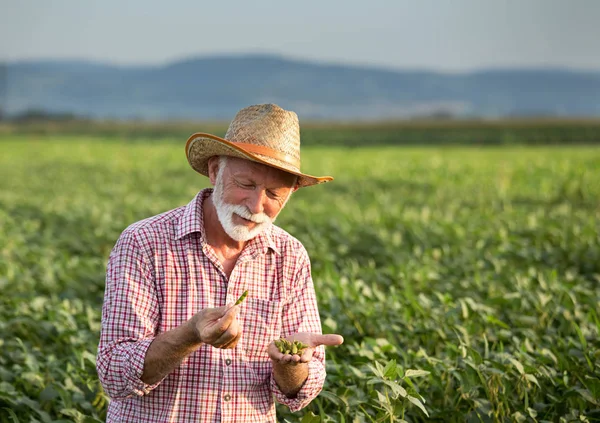 Farmer holding soybean pods in hands in field — Stock Photo, Image