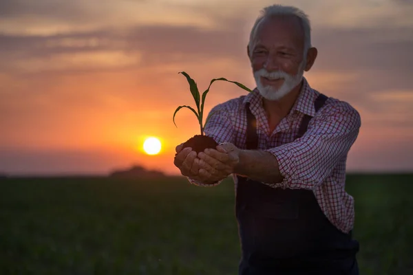 Fermier tenant jeune maïs avec de la terre dans les mains — Photo