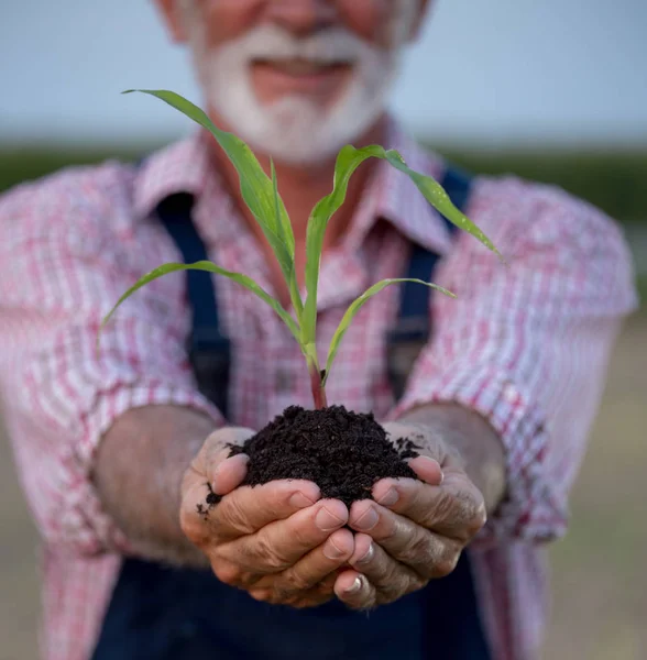 Agricoltore che detiene mais giovane con terreno in mano — Foto Stock
