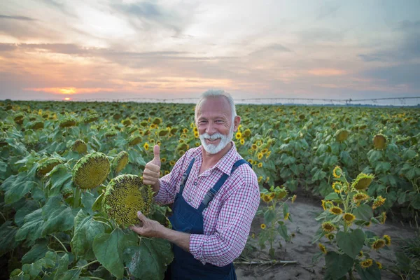 Zemědělec, který drží slunečnicovou hlavu v terénu — Stock fotografie