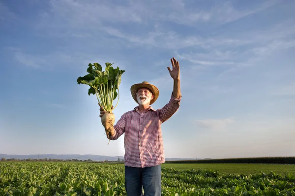 Agricoltore con barbabietola da zucchero in campo — Foto Stock