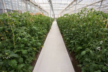 Serada salatalık ekimi