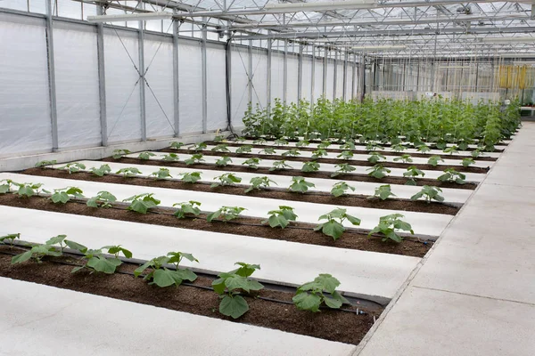 Piantagione di zucchine in serra — Foto Stock