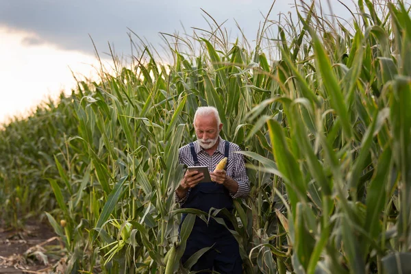 Agricultor con mazorca de maíz y tableta —  Fotos de Stock