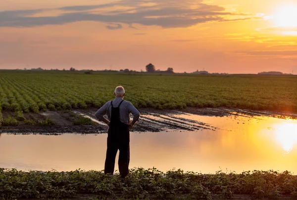 Agricultor em pé ao lado da lagoa no campo agrícola — Fotografia de Stock