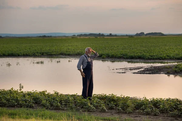 Agricoltore in piedi accanto al laghetto in campo agricolo — Foto Stock