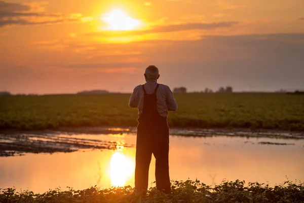 Фермер, стоящий у пруда на сельскохозяйственном поле — стоковое фото