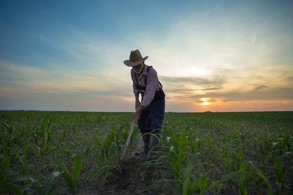 Boer schoffel Corn Field van onkruid — Stockfoto