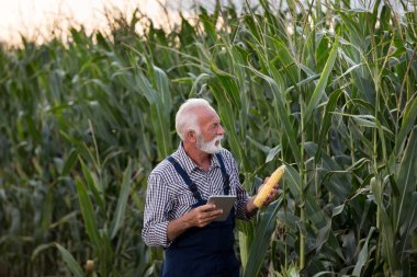 Mısır koçan ve tablet ile Çiftçi