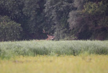 Kırmızı geyik yüksek çimenler içinde yürüyüş ve kükreyen