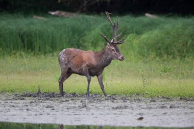 Ormanda çamurda yürüyen kırmızı geyik