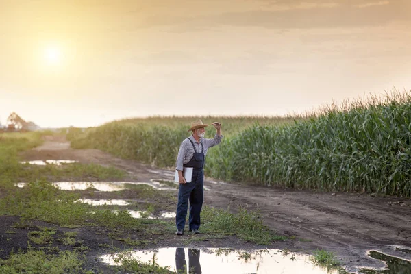 Zemědělec v zaplavených polích — Stock fotografie