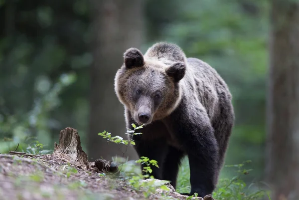 Braunbär im Sommer im Wald — Stockfoto