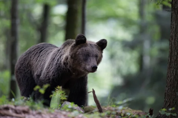 Yaz aylarında ormanda kahverengi ayı — Stok fotoğraf