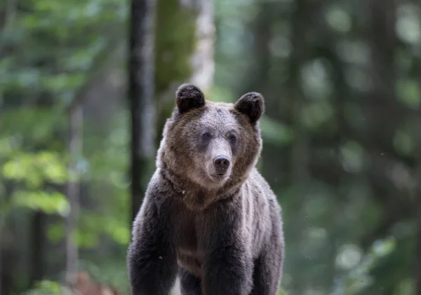 Bruine beer in het bos in de zomer — Stockfoto