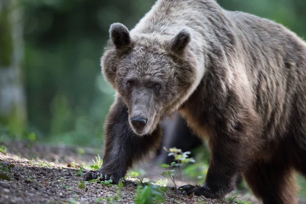 Urso marrom na floresta na hora de verão — Fotografia de Stock