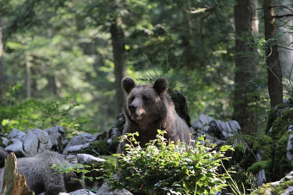 Бурый медведь мать с детенышем в лесу — стоковое фото
