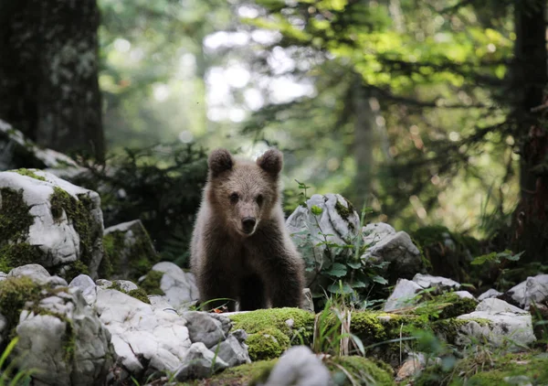 Niedźwiedź CUB w lesie w okresie letnim — Zdjęcie stockowe