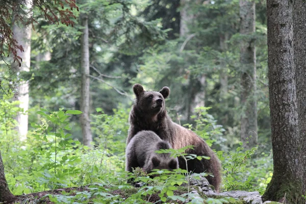 棕熊妈妈与两个幼崽在森林里 — 图库照片