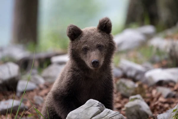 Beer cub kijkt naar camera — Stockfoto