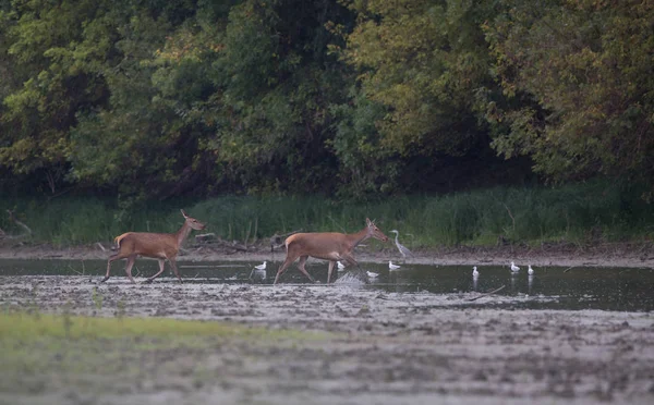 Hind and fawn marche sur la côte de la rivière — Photo