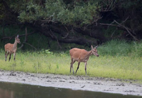 Hind and fawn walking on river coast — Stock Photo, Image