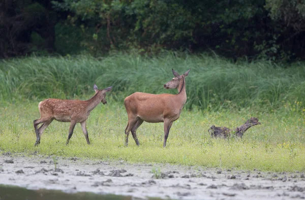 在河岸上散步的欣德和小鹿 — 图库照片