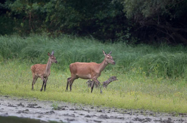 Hirsch und Rehkitz laufen an der Flussküste — Stockfoto