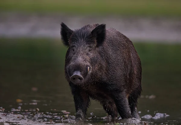 Wild boar standing on river coast — Stock Photo, Image