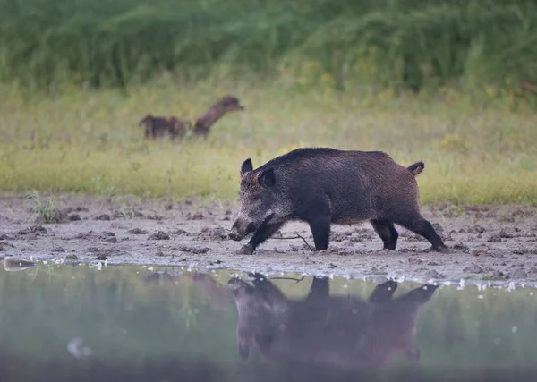 Wild boar beside river in forest — Stock Photo, Image