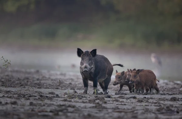 Wild boar with piglets walking in mud — Stock Photo, Image