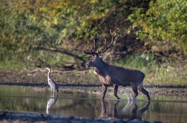 Cerf rouge et héron gris debout sur la côte de la rivière — Photo