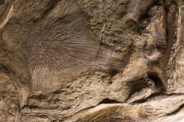 在岩石中的化石 — 图库照片