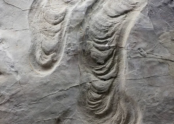 Fossilien im Gestein — Stockfoto