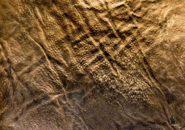 Textura de piel de dinosaurio — Foto de Stock