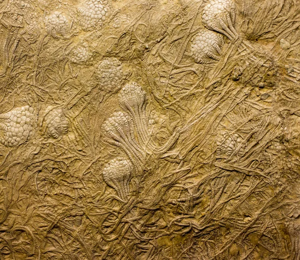 Fossilien im Gestein — Stockfoto