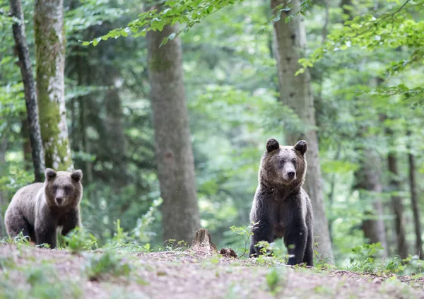 Osos pardos en el bosque en verano —  Fotos de Stock