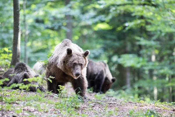 Ursos castanhos na floresta na hora de verão — Fotografia de Stock