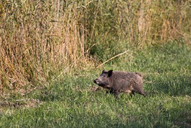 Yaban domuzu çayır üzerinde yürüme