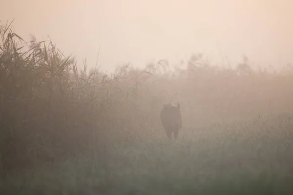 野猪在浓雾中行走 — 图库照片